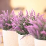 img_2083