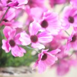 img_2088